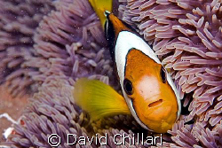 I found Nemo and he wanted to eat me.  Look at all those ... by David Chillari 